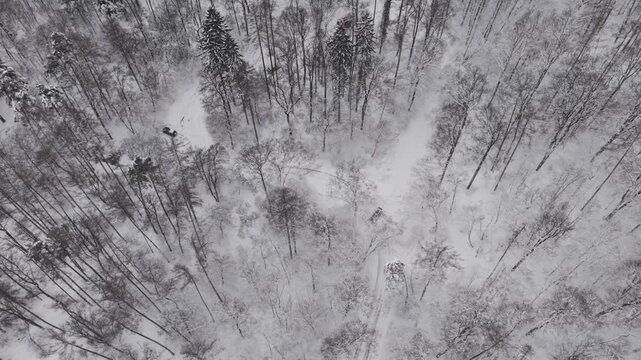 Top view aerial shot of a quiet winter forest blanketed in fresh snow. Snow covered trees and winding trails create delicate patterns across the landscape.