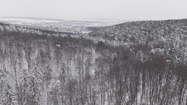 A panoramic aerial view of a winter forest blanketed in fresh snow. Frosted pine and leafless trees stretch across rolling hills.