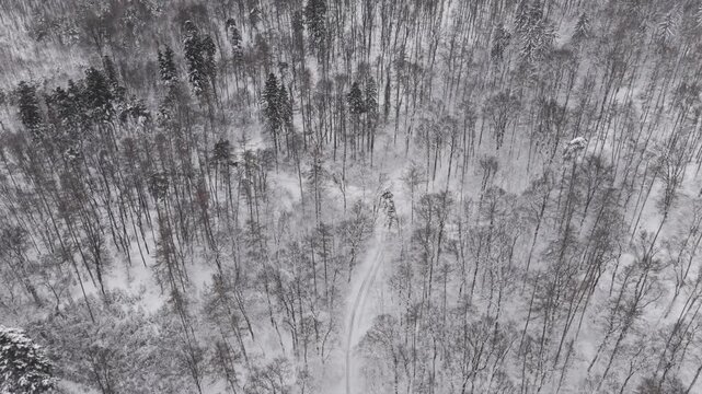 High angle aerial view of a dense winter forest blanketed in fresh snow. Snow covered trees and intersecting winding trails create delicate patterns across the white landscape.