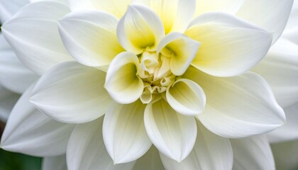 A beautiful macro closeup of white frangipani flowers blooming in a spring garden showcases the delicate yellow center and natural flora beauty of each plumeria blossom