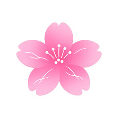 Fototapeta premium PNG Elegant pink cherry blossom illustration.