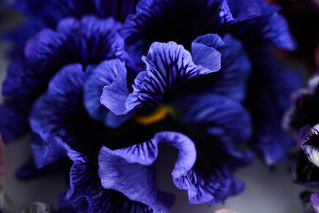 Close up of Lavishly Ruffled Petals of Blue Sato Pansy with Water Drops on Petals