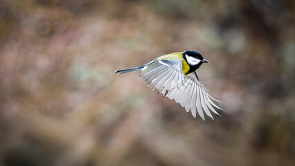eine Kohlmeise im Flug © jsr548