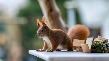 ein Eichhörnchen auf Futtersuche