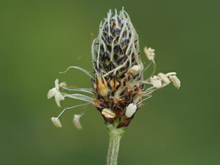 Ribwort plantain flower spike in natural outdoor light © Jrg