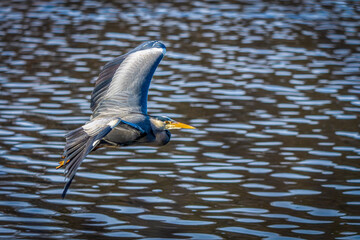 ein Graureiher im Flug