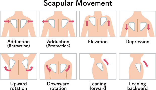 肩甲骨の動き 肩の上げ下げ Scapular movement