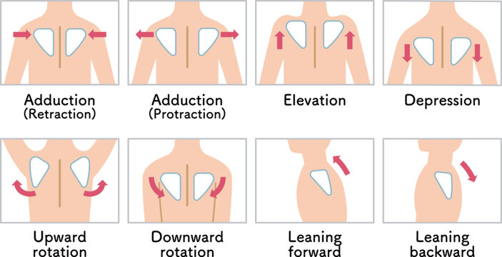 肩甲骨の動き 肩の上げ下げ Scapular movement