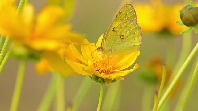 4k videoYellow butterfly feeding on cosmos flower with soft bokeh background, macro close up of pollinator insect in natural garden, vibrant summer wildlife scene.