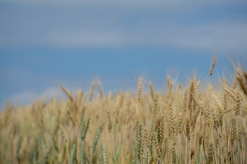 Naklejka premium Golden barley fields in the countryside at sunset. Green crops grow under the sunlight. Rural scenery, harvest season, agriculture, the tranquility of nature.