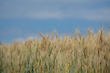Obraz premium Golden barley fields in the countryside at sunset. Green crops grow under the sunlight. Rural scenery, harvest season, agriculture, the tranquility of nature.