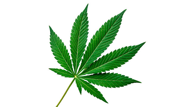 Close view of a green cannabis leaf showing its structure and shape isolated on transparent background