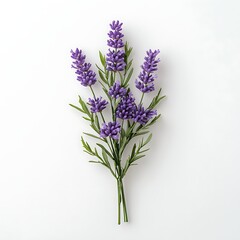 Fototapeta premium Vibrant Lavender Bouquet on White Background for Home Decor and Floral Arrangement