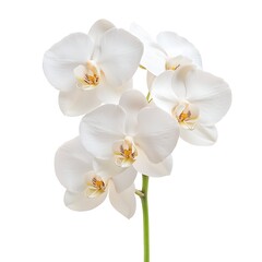 Elegant White Orchid Blooming with Graceful Petals and Vibrant Yellow Details