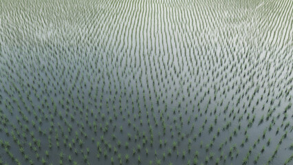 Aerial view of lush green rice paddies in serene water