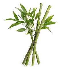 Fototapeta premium Fresh Green Bamboo Stems with Leaves on White Background for Nature and Decoration