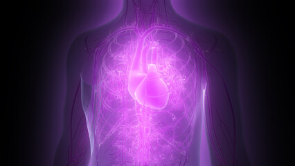 Human Circulatory System Heart Anatomy