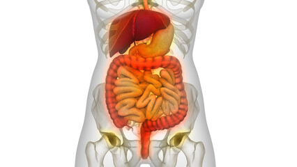 Human Digestive System Anatomy