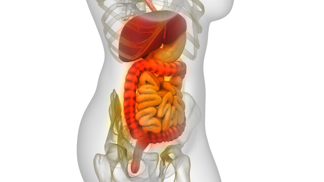 Human Digestive System Anatomy