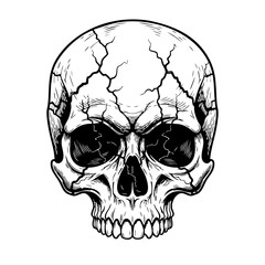 Detailed black and white illustration of a human skull with cracked surface.