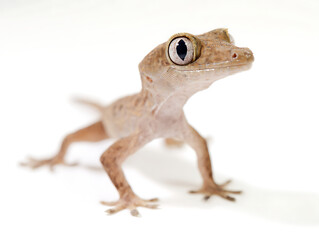 A light brown gecko with large eyes and slender limbs stands on a white background