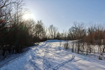 snow covered trees
