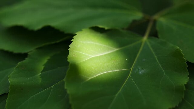 Overlapping monstera leaf canopy background with slow highlight drift and subtle interleaf shadow shifts