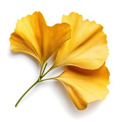 Naklejka premium Vibrant Ginkgo Leaves in Yellow Color with Intricate Veins and Natural Curves