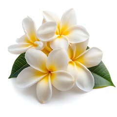 Fototapeta premium Beautiful tropical flower arrangement with vibrant colors and delicate petals in natural light