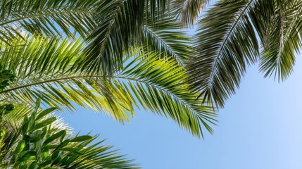 The Palm Fronds Framing a Bright Blue Tropical Sky on a Sunny Day