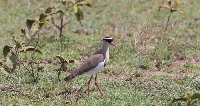 Crowned lapwing bird walking on green grass