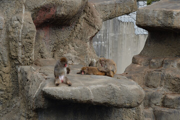 市川市動植物園、猿山