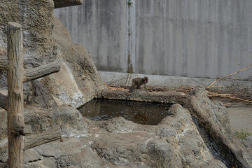 市川市動植物園、猿山、がんばれパンチ