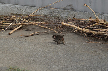市川市動植物園、猿山、がんばれパンチ