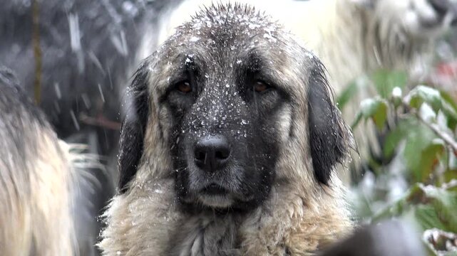 Shepherd dog guards goat and sheep herd in snowy mountain winter with alert livestock protection. Guardian canine watches flock amid blizzard highland pasture, rural pastoral resilience outdoors.