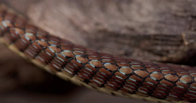 Closeup of Bronze-backed Tree Snake body patterns scales rippling during fluid movement.