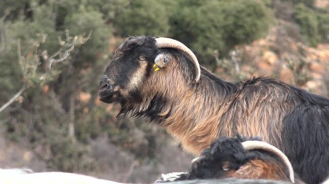 Domestic goats chew cud while eating artificial feed in a rural livestock enclosure. Close view shows ruminating herd, fenced husbandry setting, calm farm animals at rest.