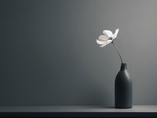Elegant minimalist black and white flower in vase modern home decor still life photography soft lighting artistic perspective