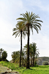 Obraz premium Tall date palm trees standing against a bright sky in the lush green landscape of Lefke, Cyprus. Beautiful Mediterranean scenery featuring tropical flora and rolling hills.