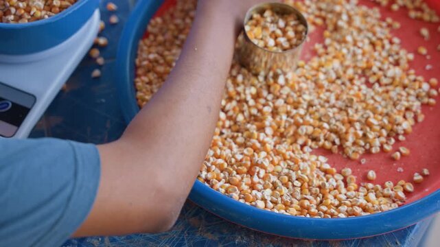 Hand measuring corn on digital scale, house chores vendor portioning kernels into bowl, closeup of precise weighing, blue tray filled with yellow grain, focused commerce atmosphere