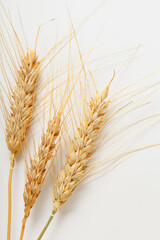 Naklejka premium Wheat stalks arranged on a plain background showing their natural color and texture
