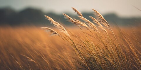 Windblown grass dance in a wide empty field nature scene serene environment captured at golden hour