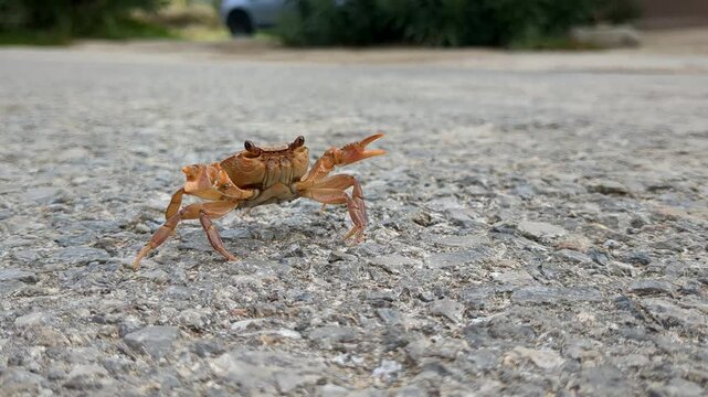 Funny land crab with claws up crossing street, fearless animal protecting itself close up