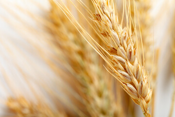 Fototapeta premium Wheat heads close up showing details of grain in a field during harvest season