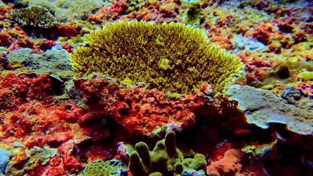 Close underwater view of a Pavona hard coral colony from the Agariciidae family on an Indo Pacific reef in Bali. Detailed polyp structure highlighting tropical marine biodiversity.