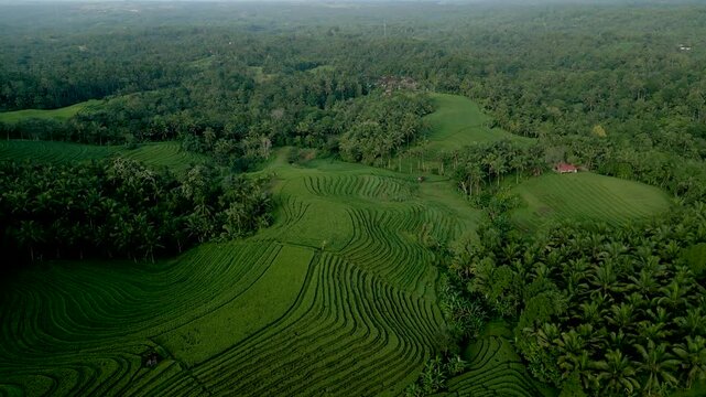 Cinematic aerial drone footage flying above lush green rice terraces in Tabanan Bali Indonesia showing tropical farmland and layered agricultural landscape