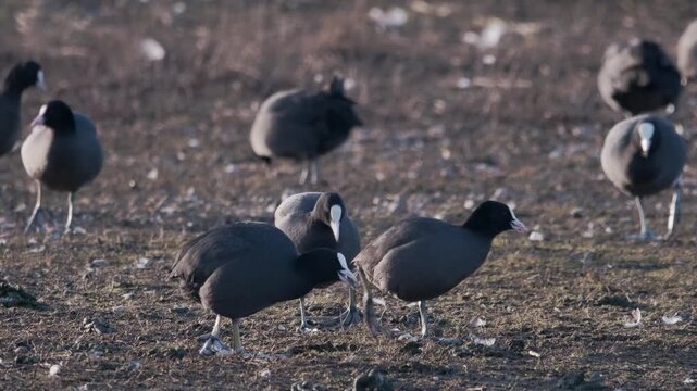 Birds Coots Feeding Nature Wildlife Covert