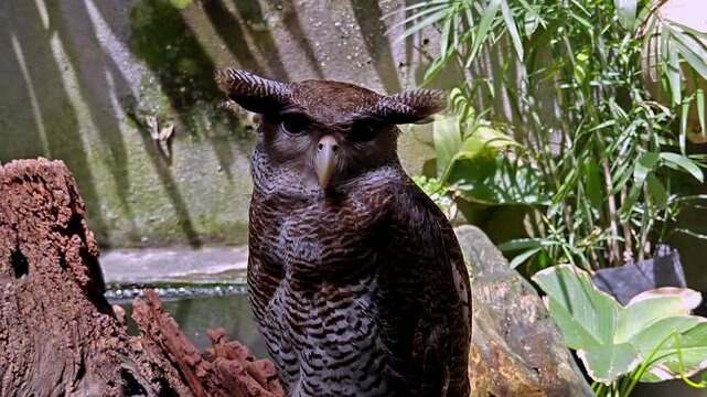 Close Up of a Barred Eagle-Owl Perched on a Log in a Tropical Environment