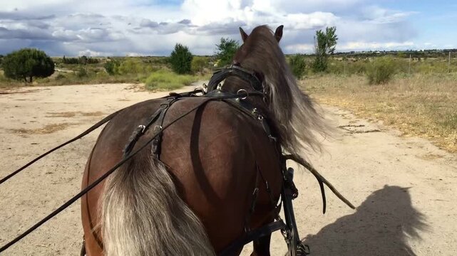 Caballo de tiro con enganche en carroza de paseo con rienda y l&aacute;tigo