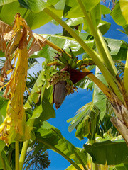 Banana Tree Flower and Green Bananas Growing   Tropical Plant Low Angle View © Jaimie Peterson